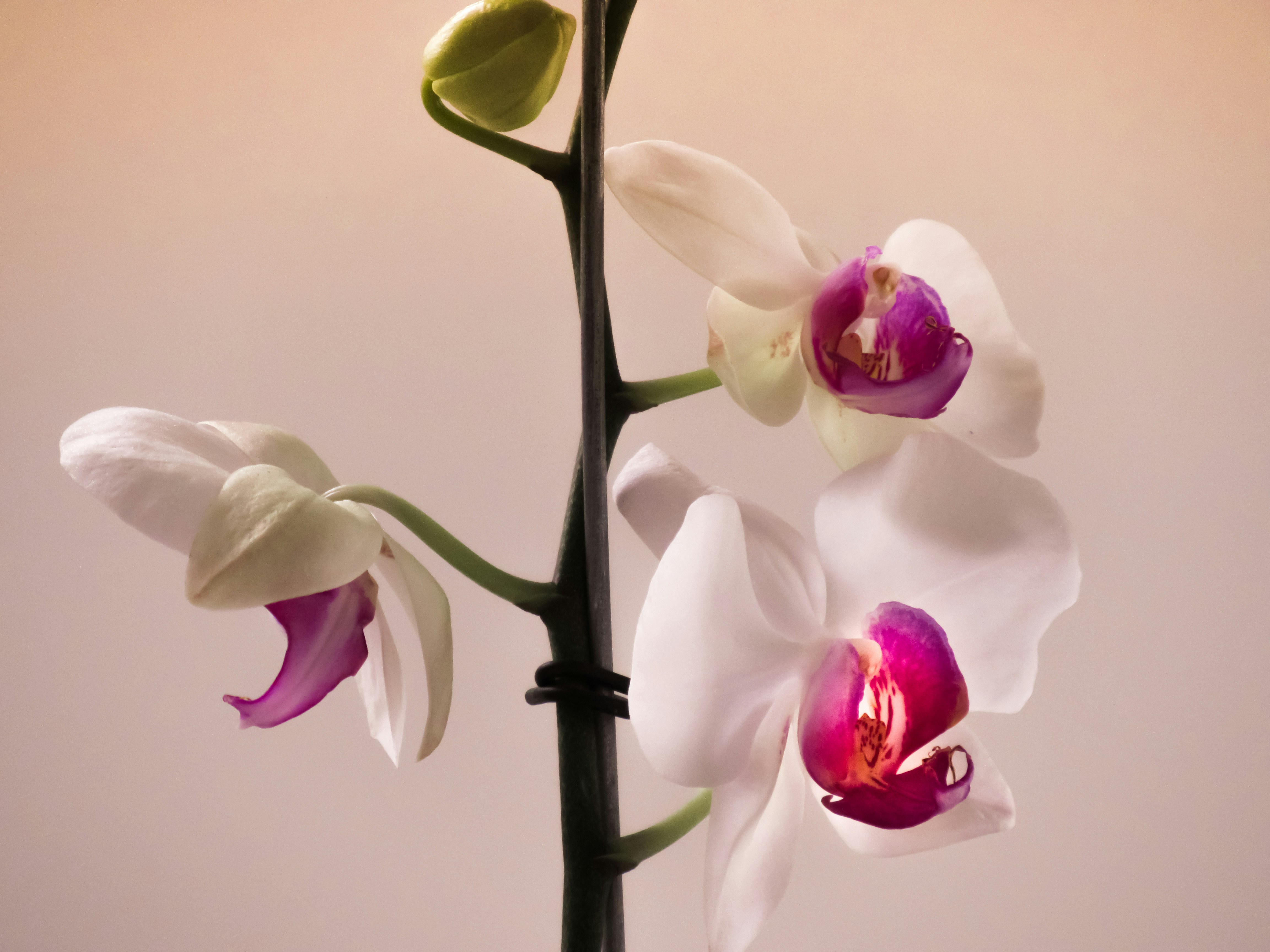 Orquídea Phalaenopsis