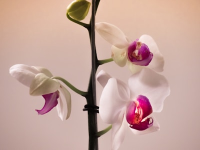 A close-up of a blooming orchid with delicate white flowers.