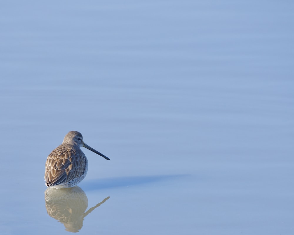 a bird is standing in the water looking for food