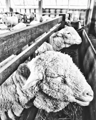 Sheep lined up along a wooden corral, showcasing their well-kept coats and health.