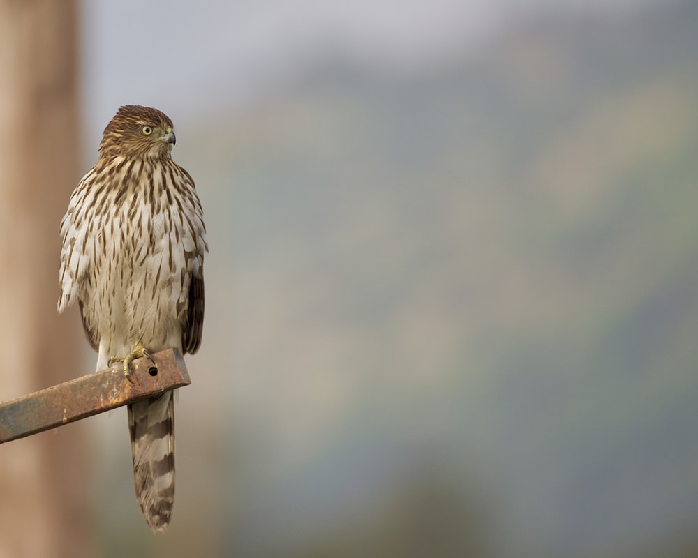 Ein kleiner Vogel sitzt auf einem Holzstab