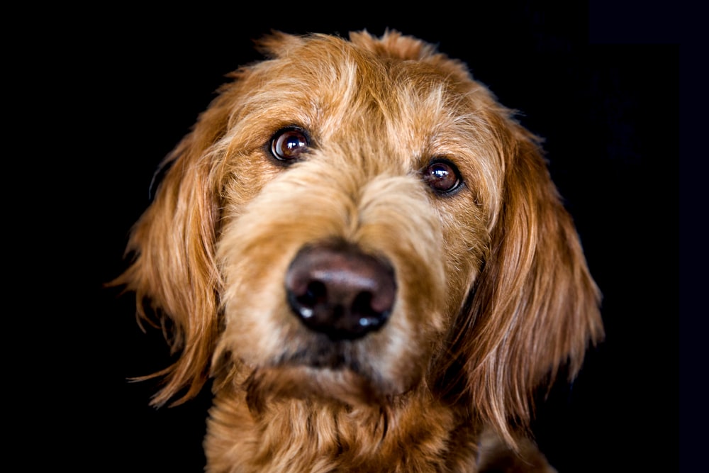 a close up of a dog with a black background