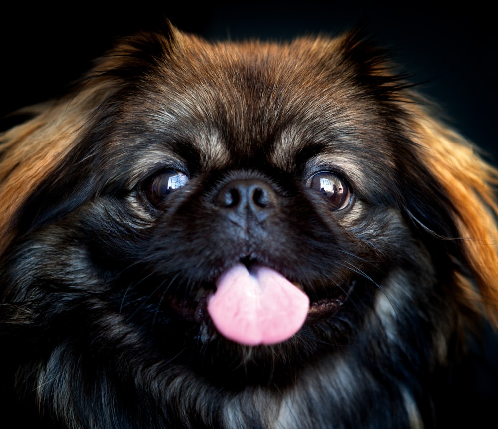 a close up of a dog with its tongue out