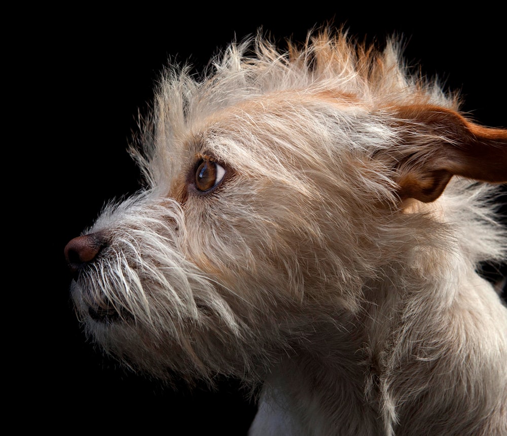 a close up of a dog's face on a black background