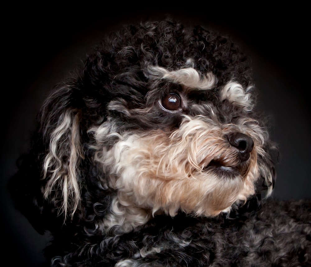 a close up of a dog with a black background