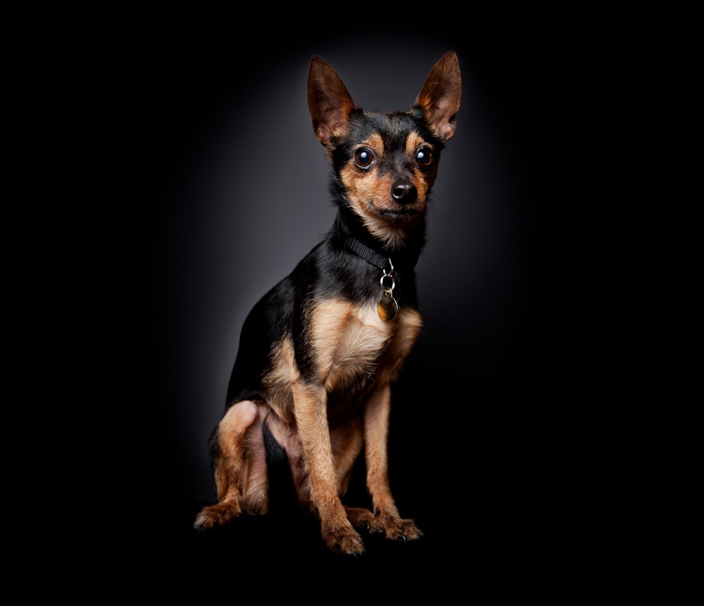 a small black and brown dog sitting on a black background