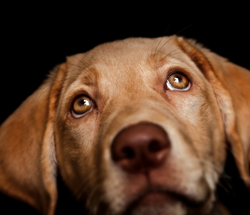 a close up of a dog's face with a black background
