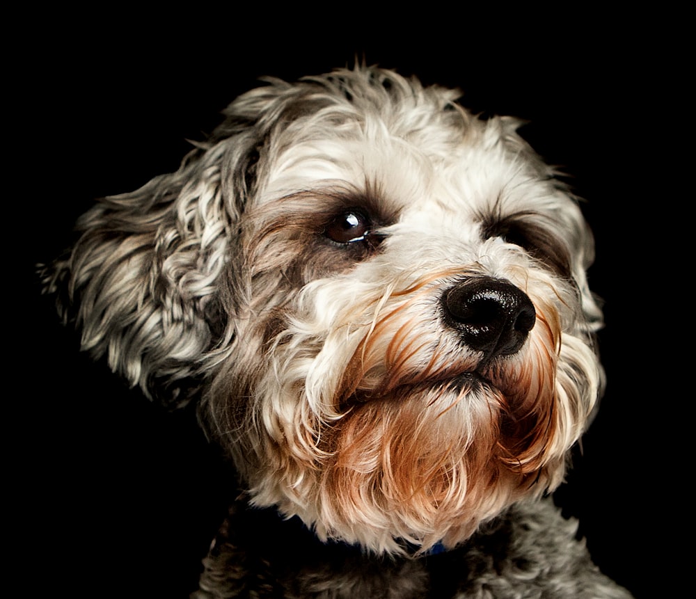 a close up of a dog with a black background