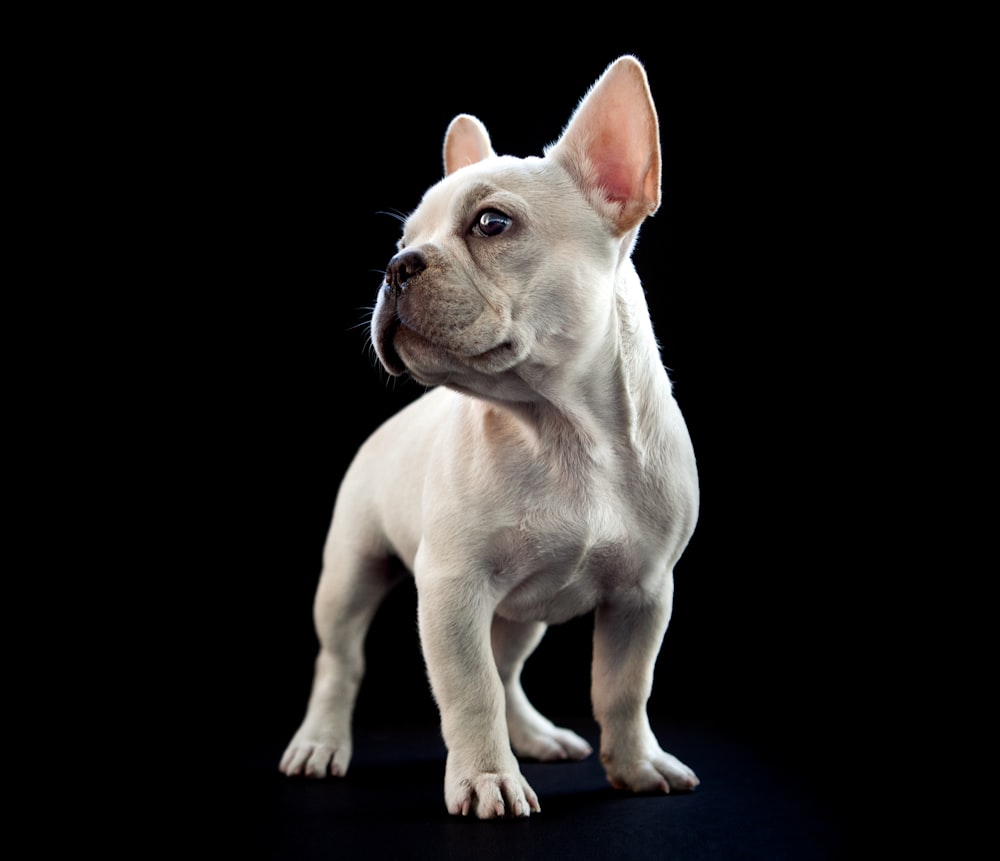 a small white dog standing on a black surface