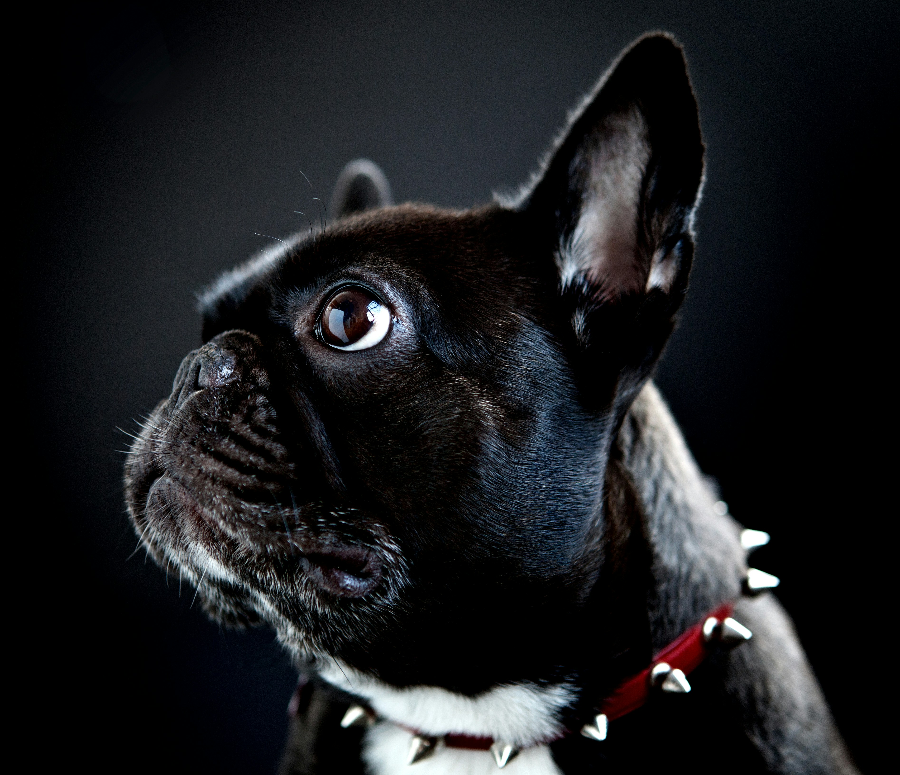 a black and white dog wearing a red collar