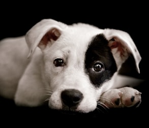 Comportementaliste canin à Bapaume