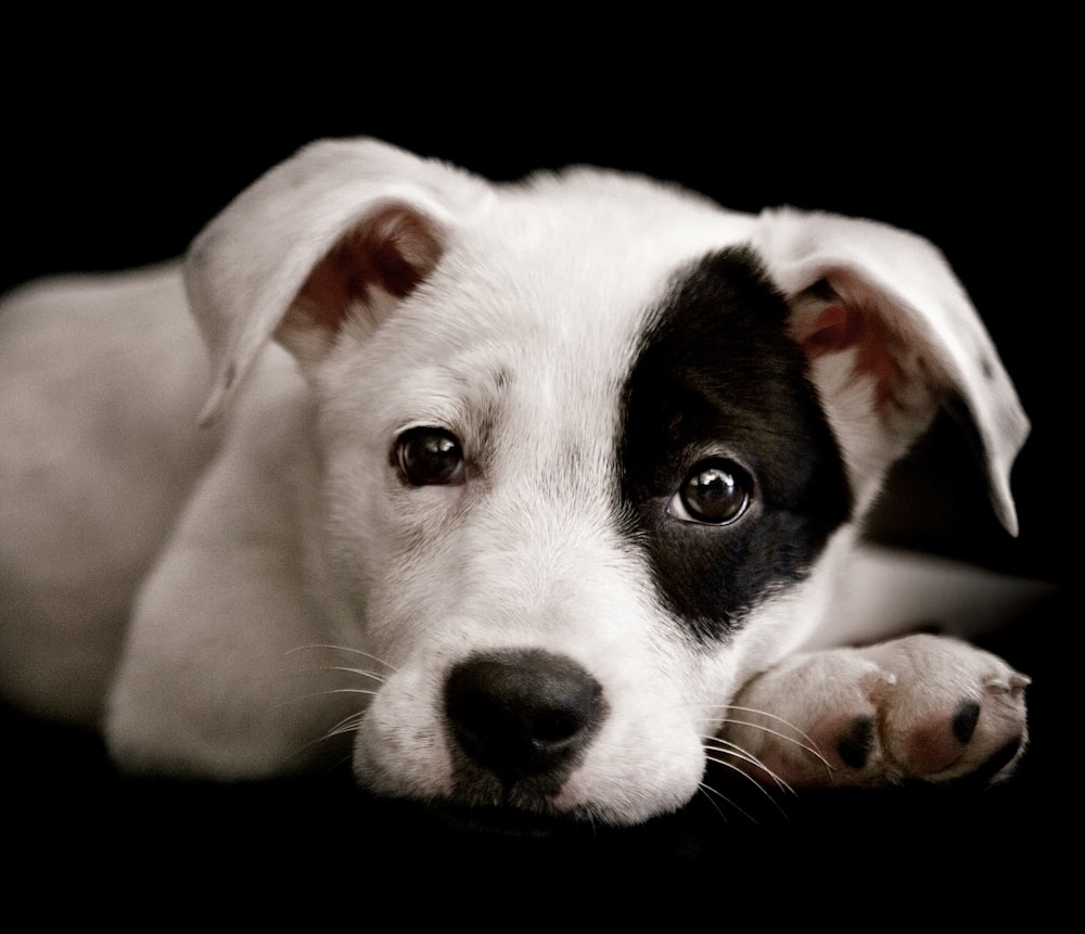 a close up of a dog laying on the ground