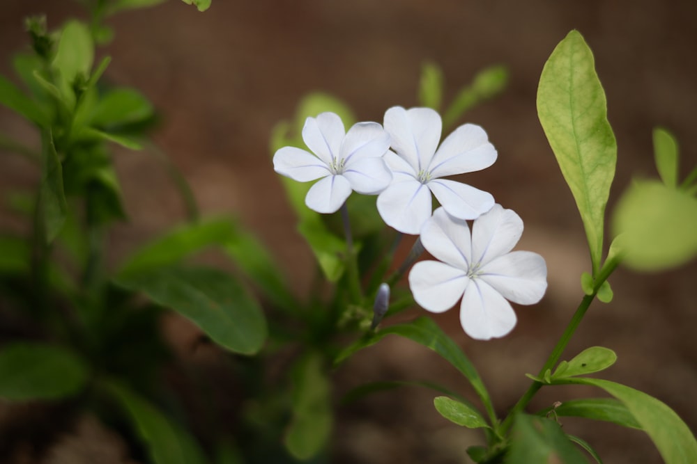 Un grupo de flores blancas con hojas verdes