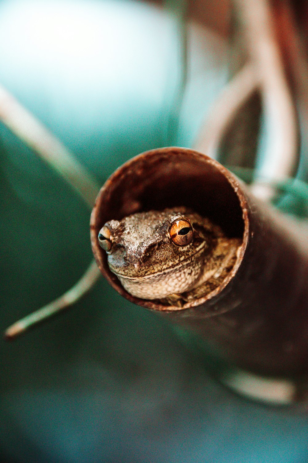 a close up of a frog in a tube