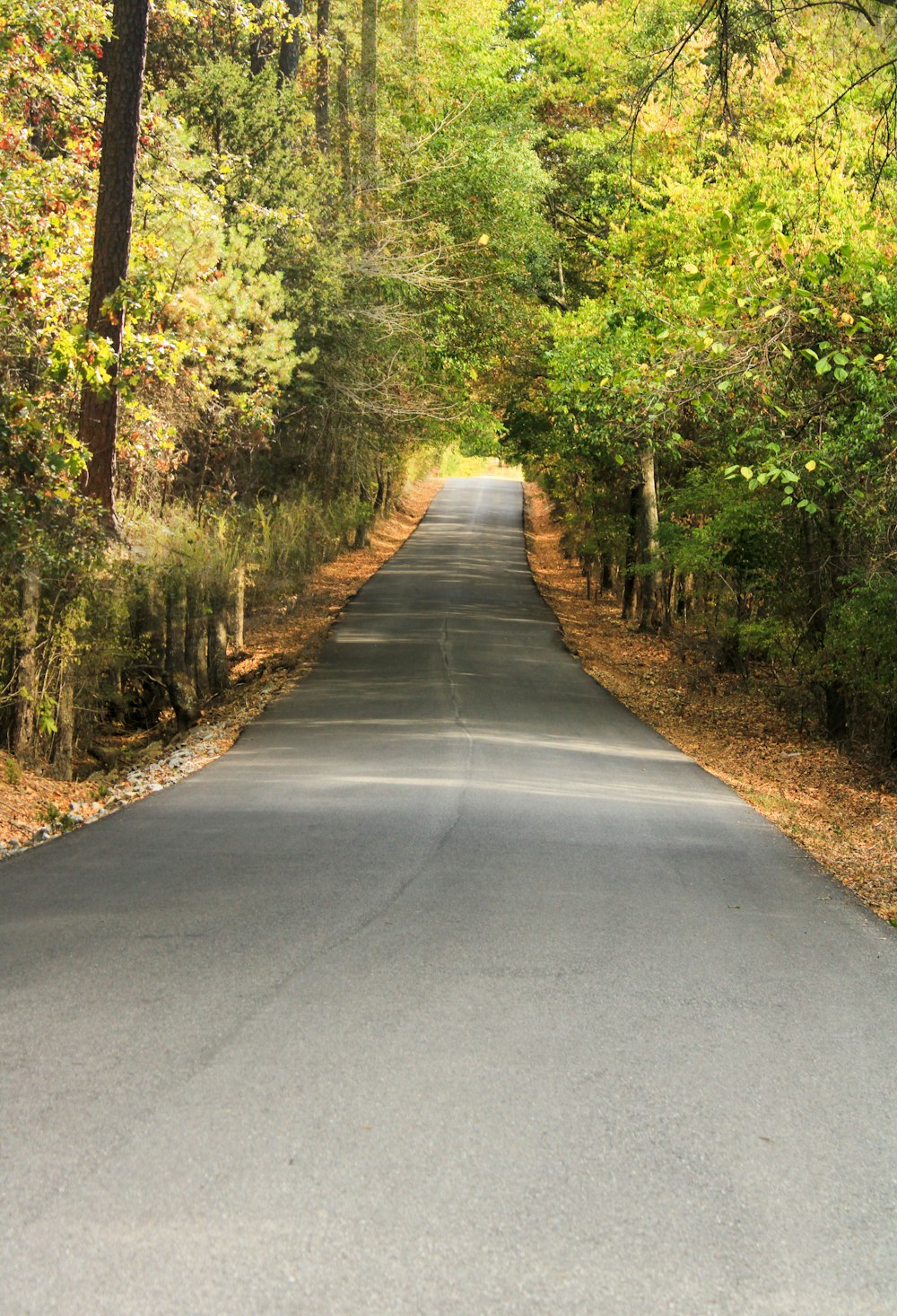 an empty road in the middle of a forest