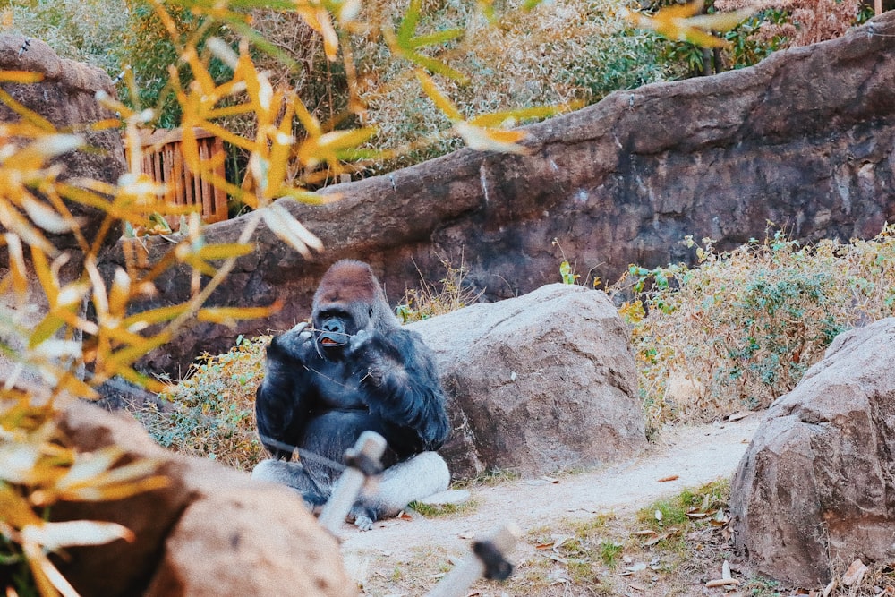 a gorilla sitting on top of a pile of rocks