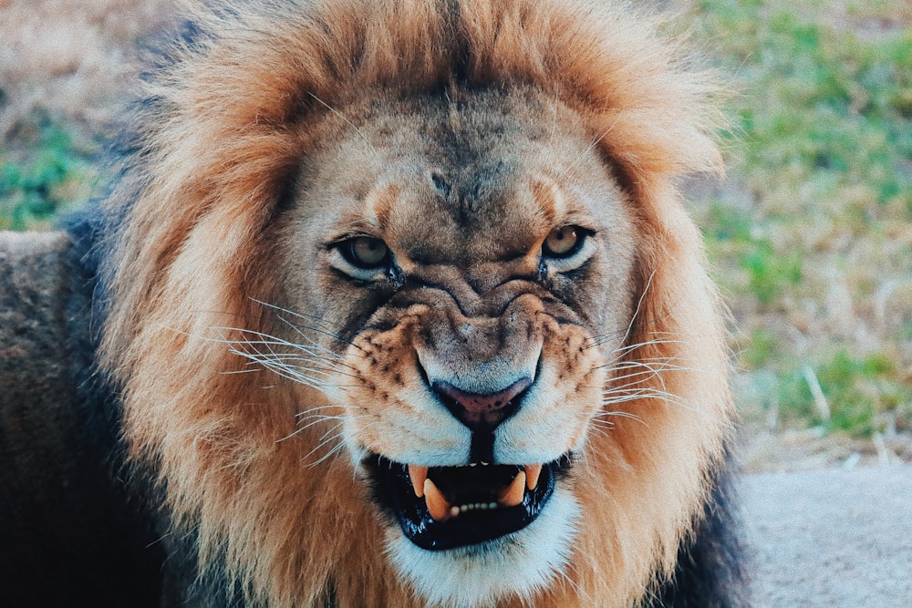 a close up of a lion with its mouth open