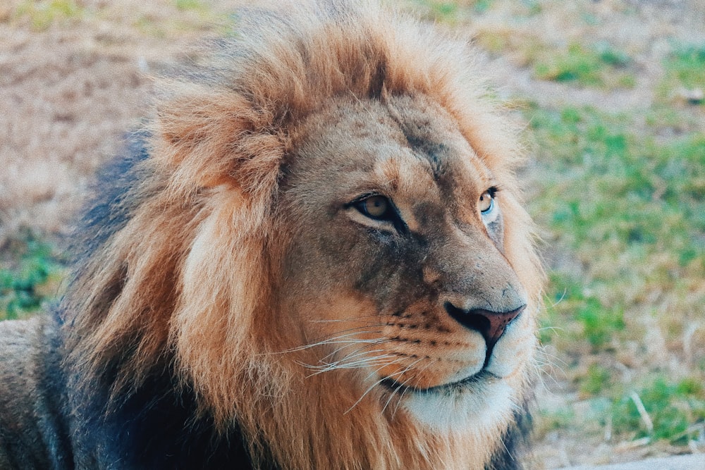 a close up of a lion laying on the ground