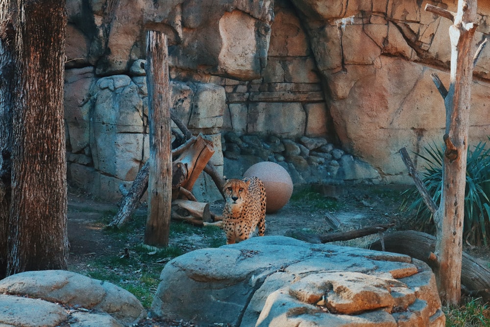 a cheetah in a zoo enclosure with rocks and trees