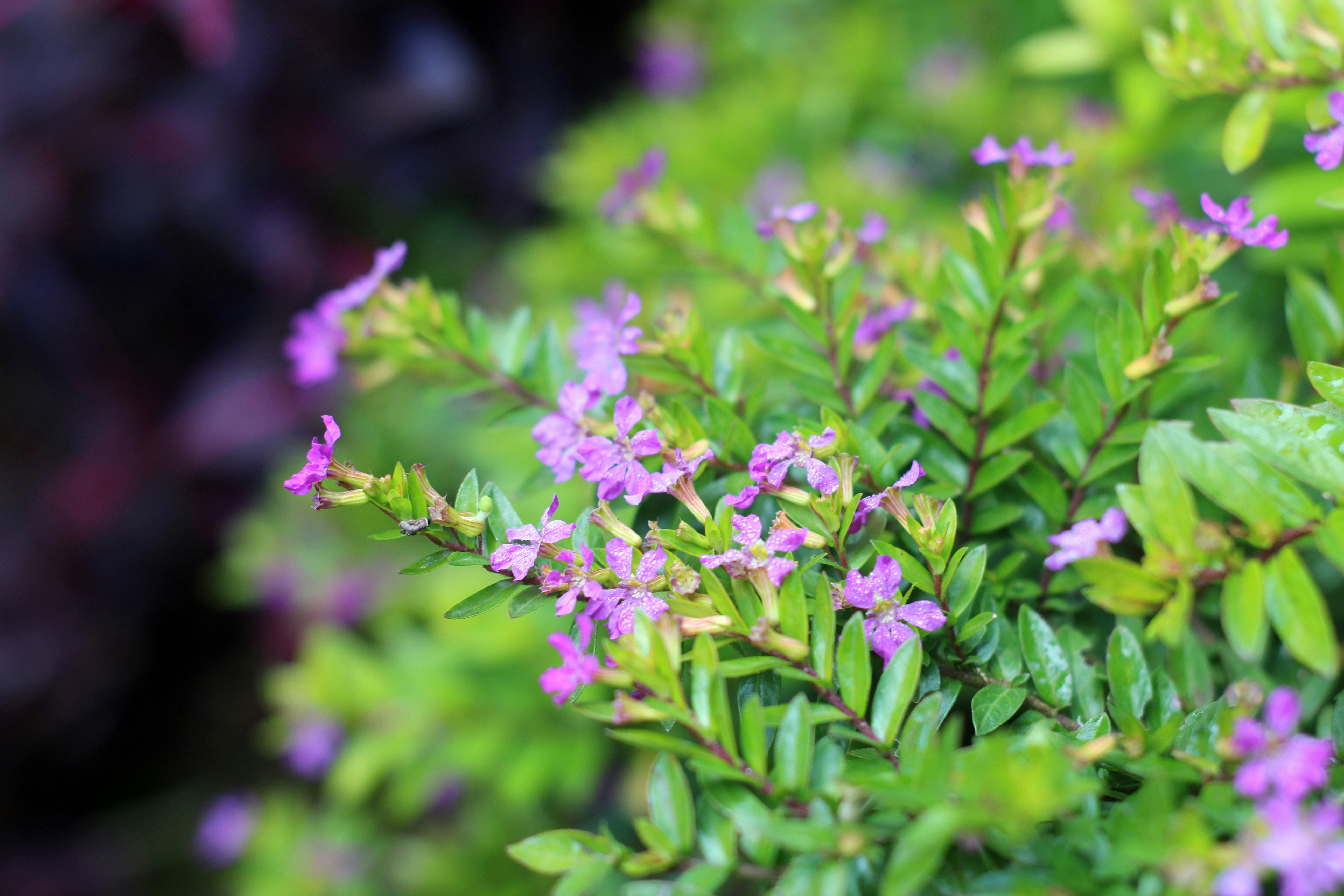 Photo by rizalimajid