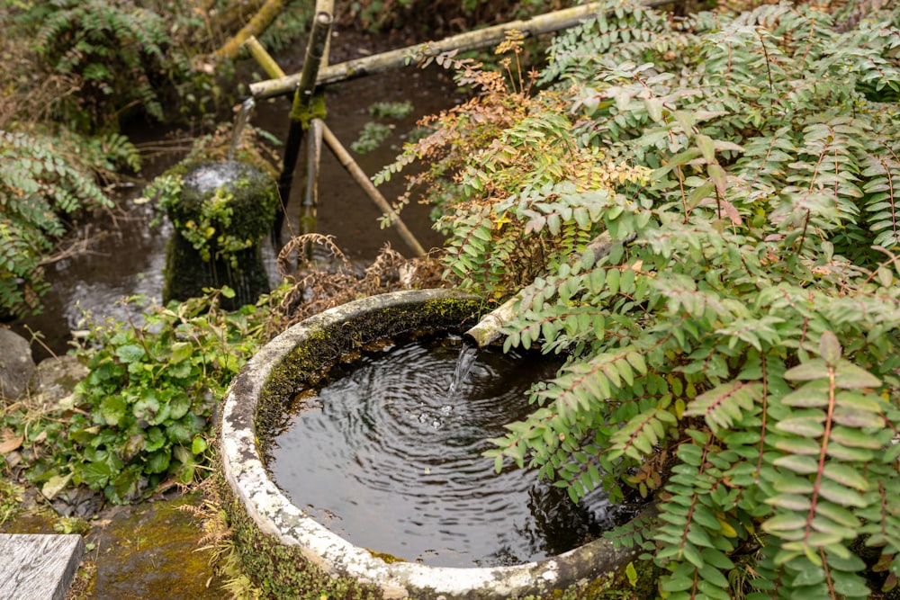 a well in the middle of a garden filled with water