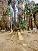 Tall palm trees with thick, shaggy trunks and vibrant green fronds create a dense forest-like setting. Sunlight filters through the canopy, casting long, dramatic shadows on the sandy ground. The environment appears natural and serene, with a sense of tropical wilderness.