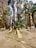 Tall palm trees with thick, shaggy trunks and vibrant green fronds create a dense forest-like setting. Sunlight filters through the canopy, casting long, dramatic shadows on the sandy ground. The environment appears natural and serene, with a sense of tropical wilderness.