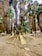 Tall palm trees with thick, shaggy trunks and vibrant green fronds create a dense forest-like setting. Sunlight filters through the canopy, casting long, dramatic shadows on the sandy ground. The environment appears natural and serene, with a sense of tropical wilderness.