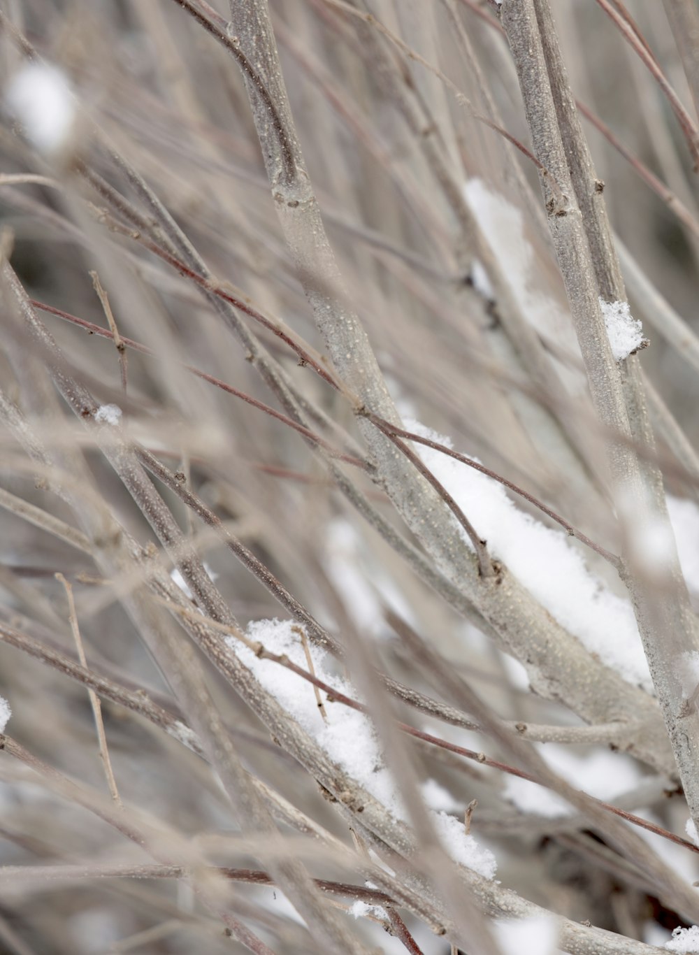 a close up of a tree with snow on it