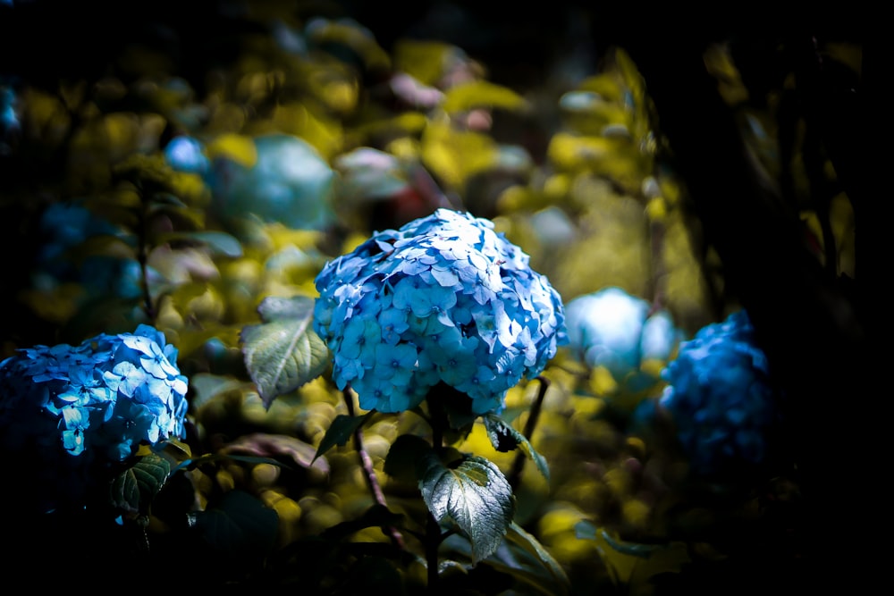 a close up of a blue flower on a bush