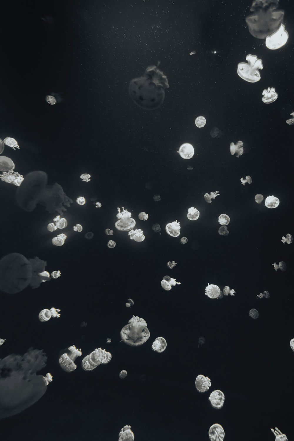 uma foto em preto e branco de águas-vivas na água