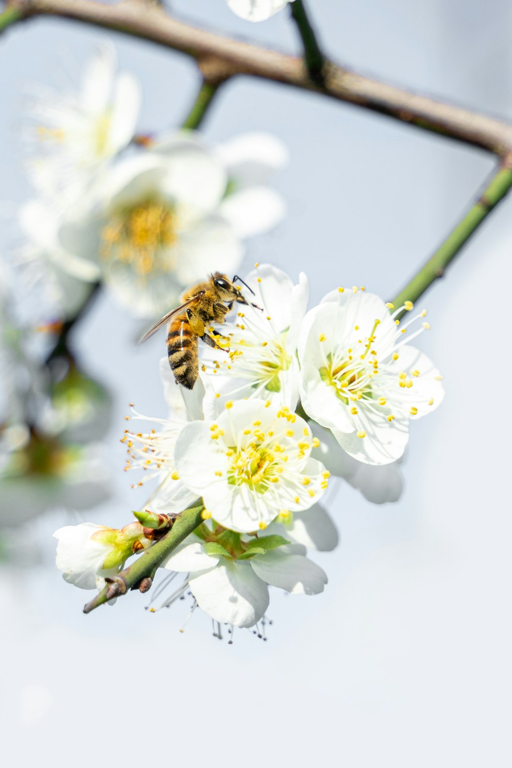 a bee on a branch with white flowers