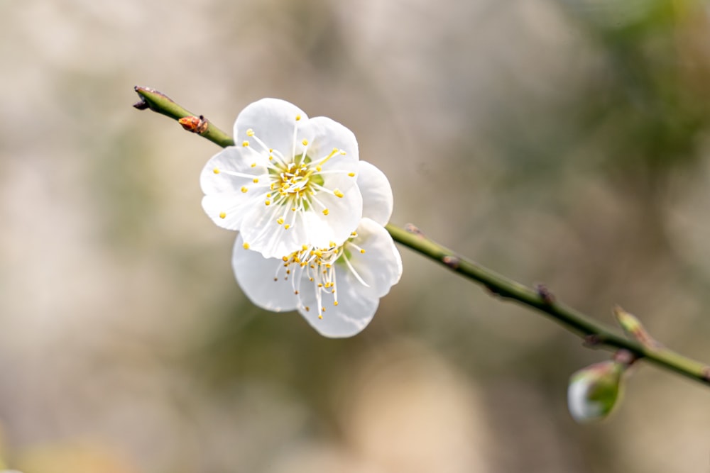 a close up of a flower on a tree branch