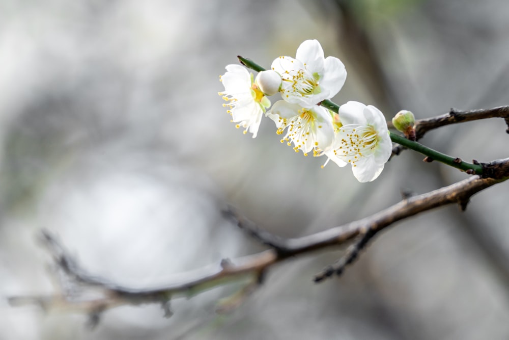 a branch of a tree with white flowers