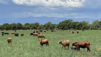 A lush green field is filled with a variety of cows grazing peacefully. The pastoral scene is set against a backdrop of dense trees and distant mountains under a partly cloudy sky.