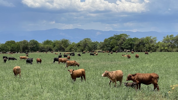 Sunlit pastoral scene of cows grazing peacefully on a lush green field near Panga village.