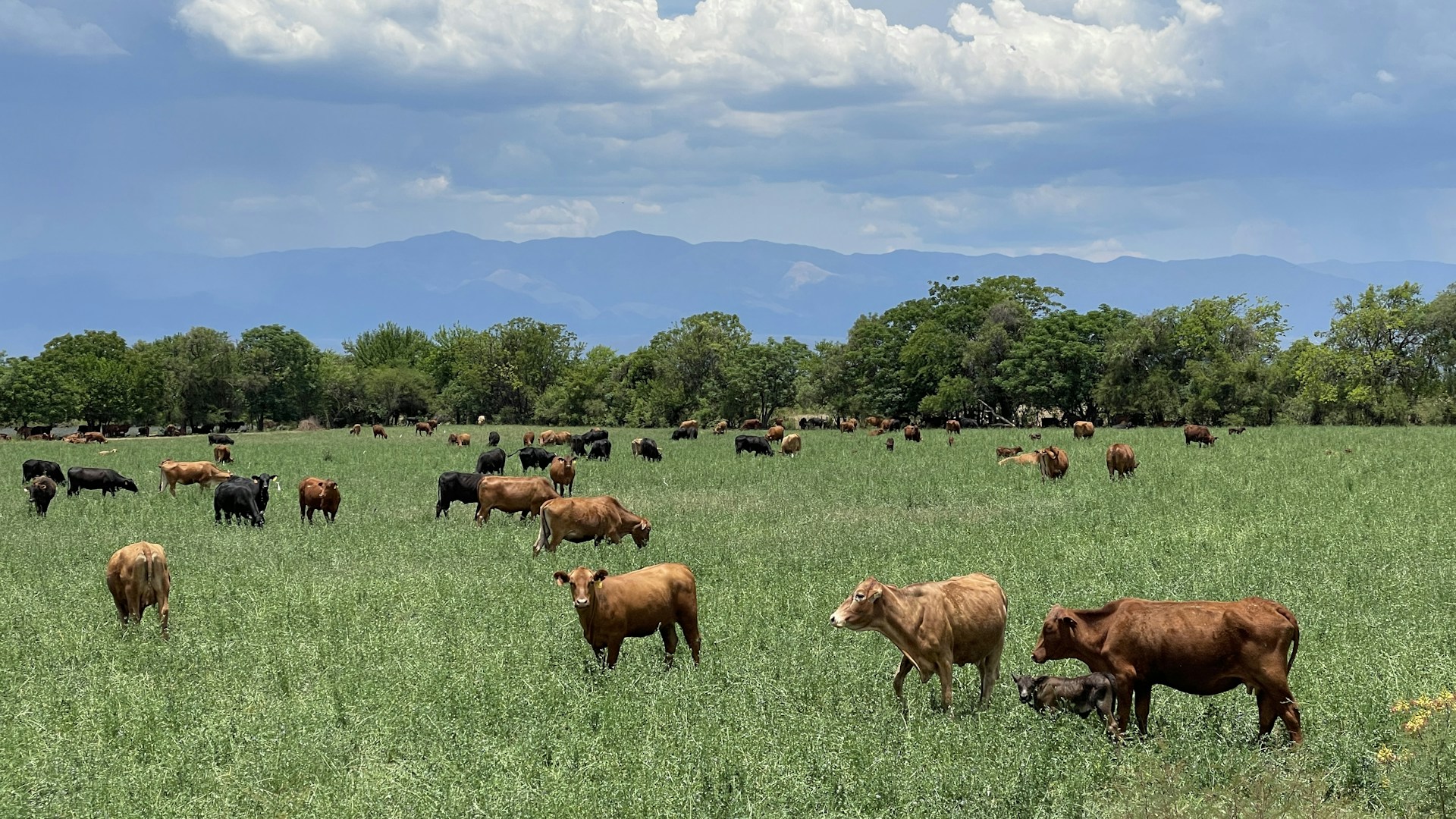 woman wearing yellow long-sleeved dress under white clouds and blue sky during daytime