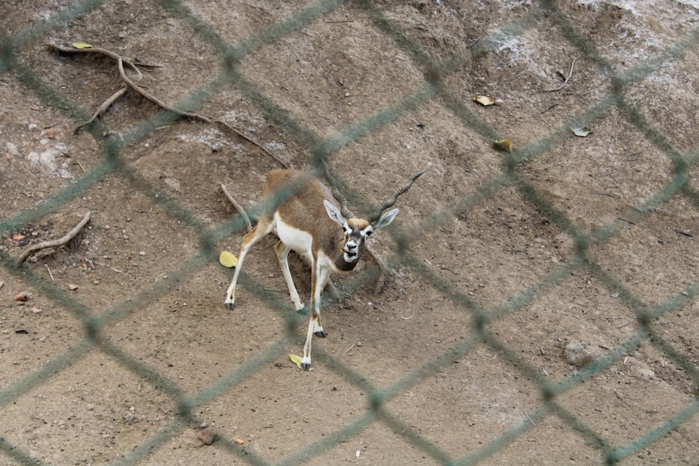 a small animal standing on top of a dirt field