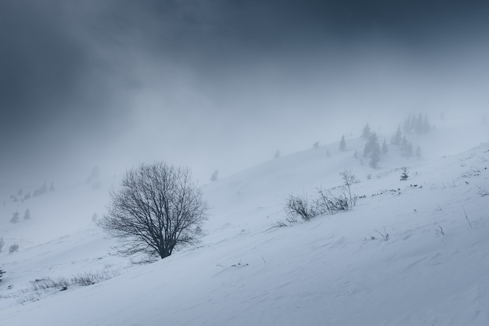 Un árbol solitario se encuentra en una colina nevada