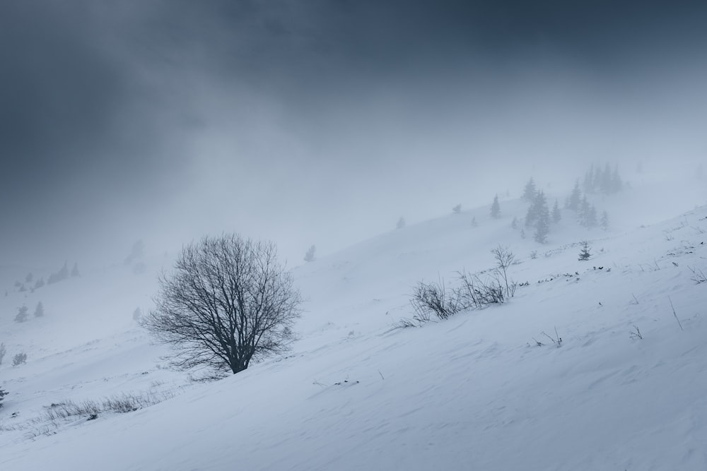 a lone tree stands on a snowy hill