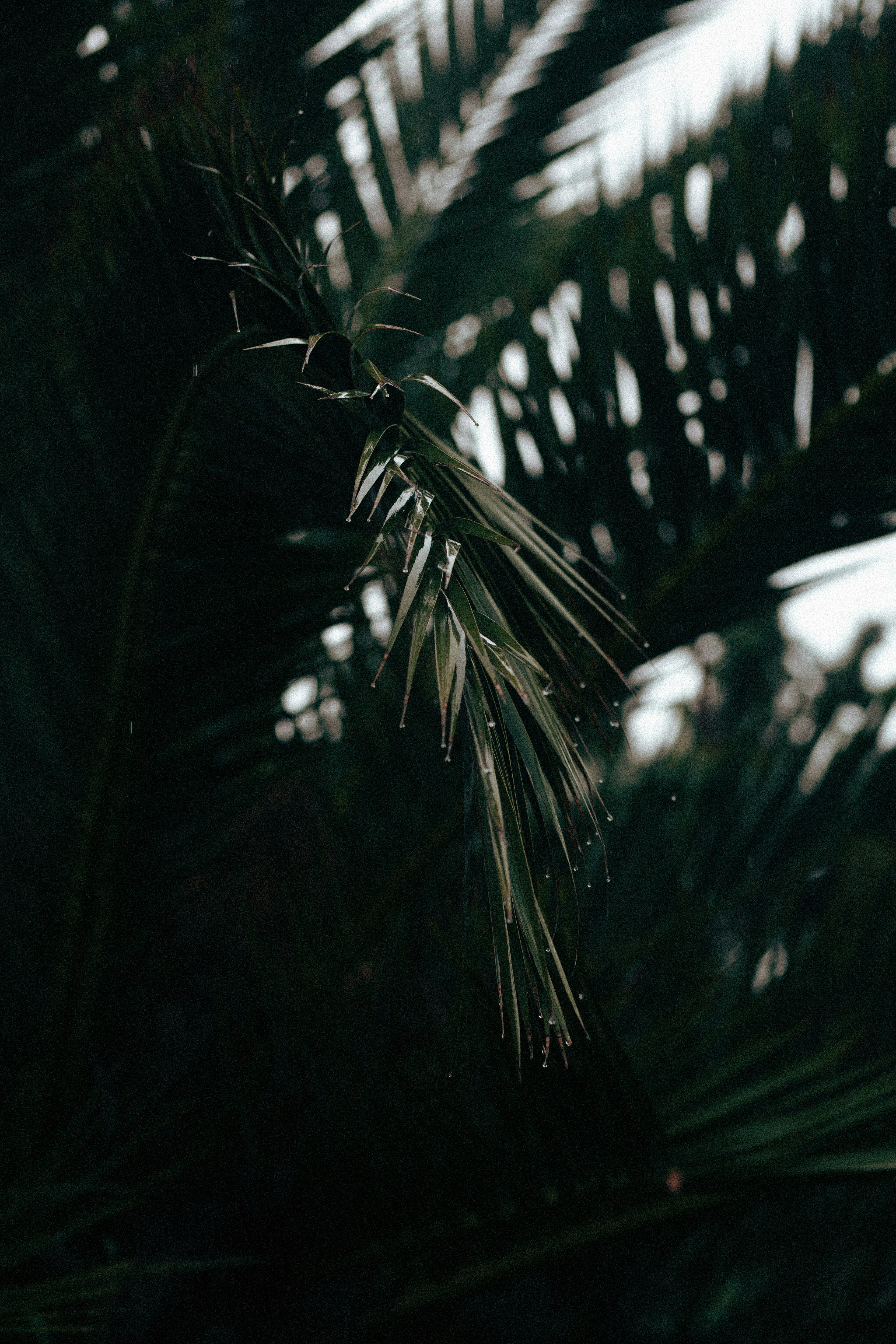 Photo by mohsenamerri