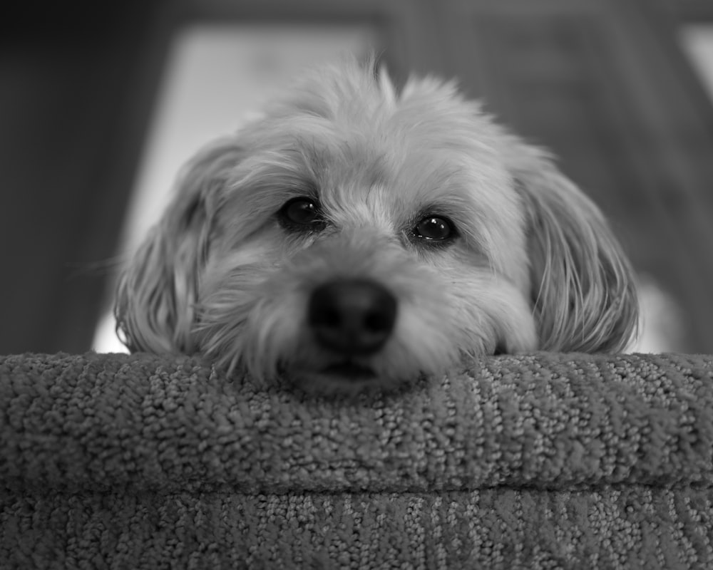 a small white dog laying on top of a couch