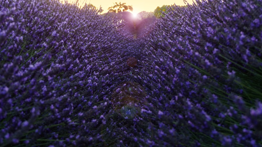 a field of lavender flowers with the sun setting in the background