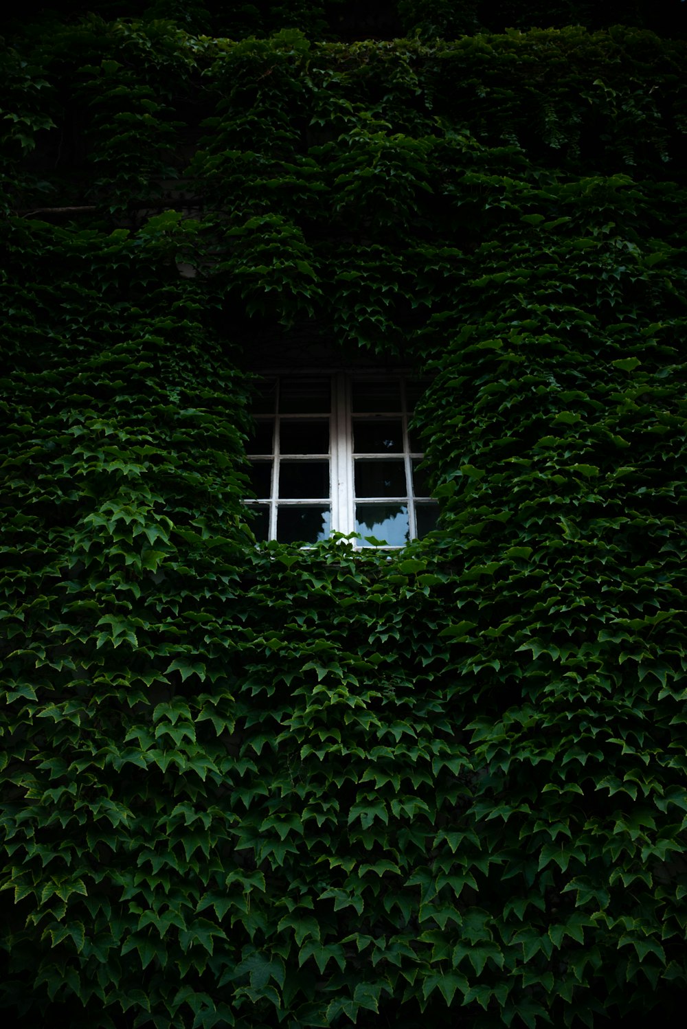 a window is surrounded by green foliage