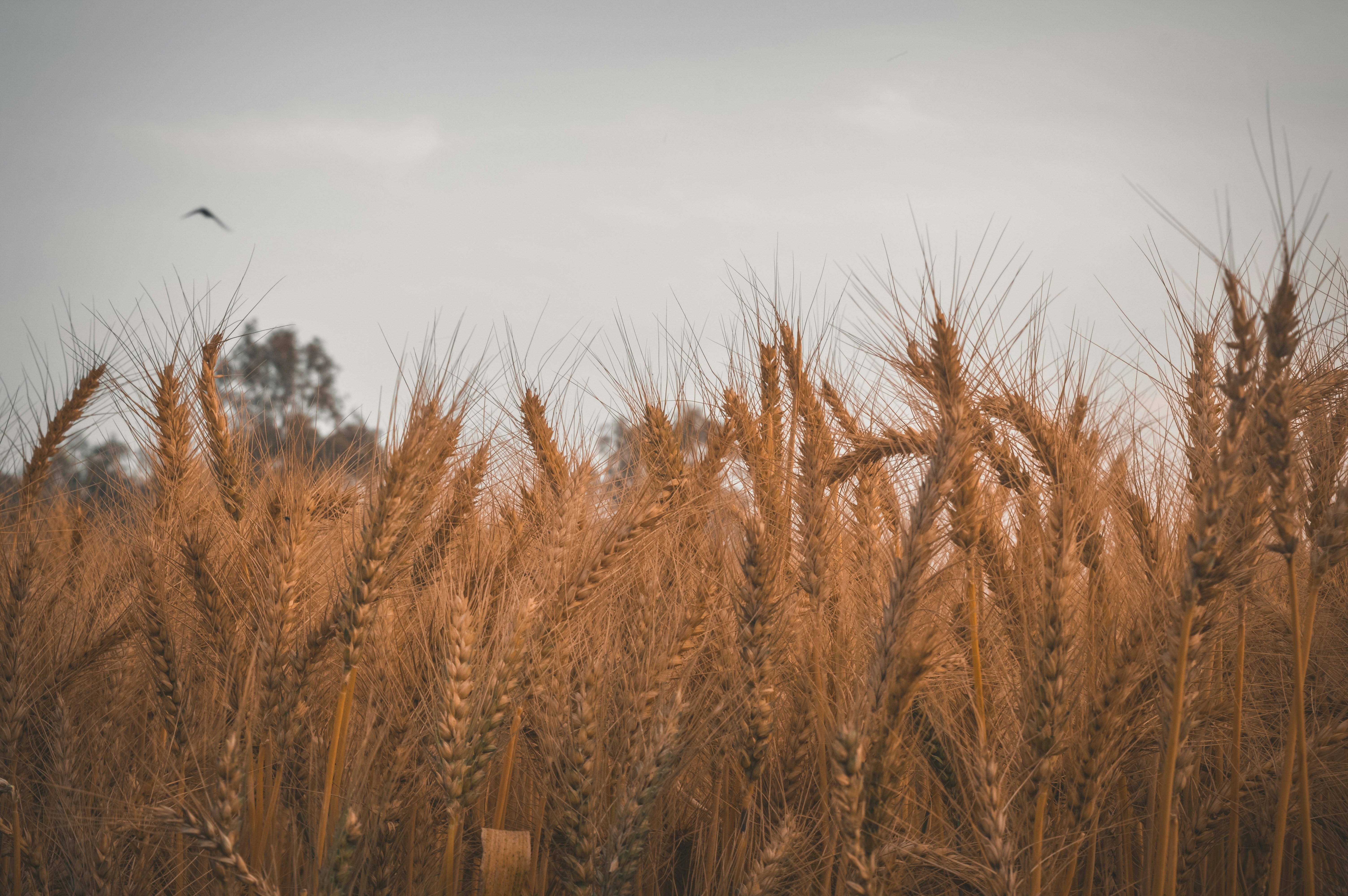 Photo by ahmed_amr201