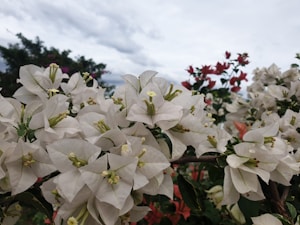 A cluster of blooming bougainvillea flowers with prominent white petals and light green centers. The background features a mix of red flowers and a cloudy sky, providing a natural, serene setting.