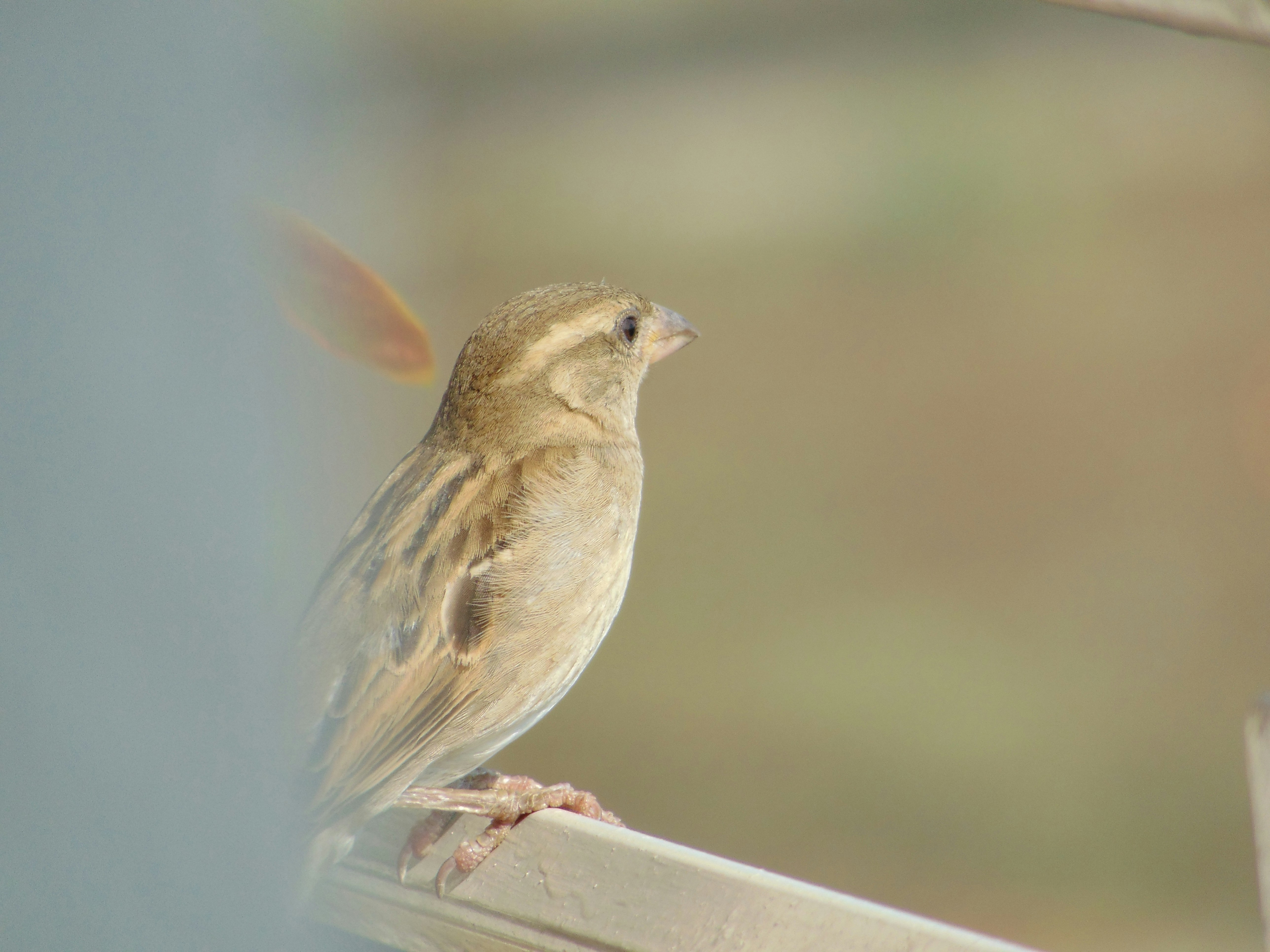 Photo by ameypimpalkar