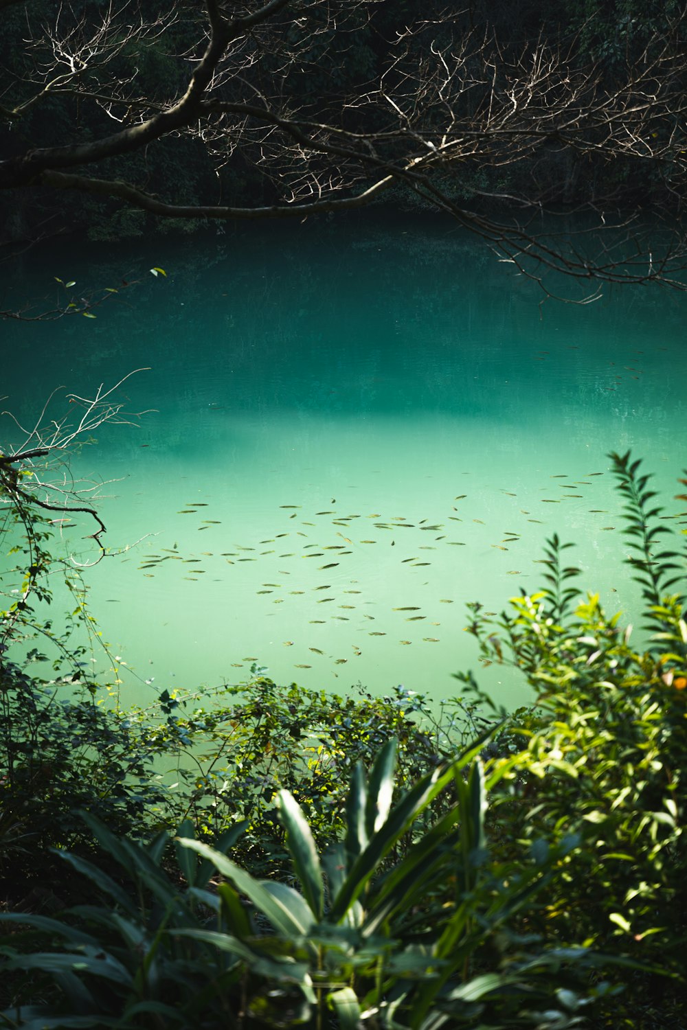 a body of water surrounded by trees and plants