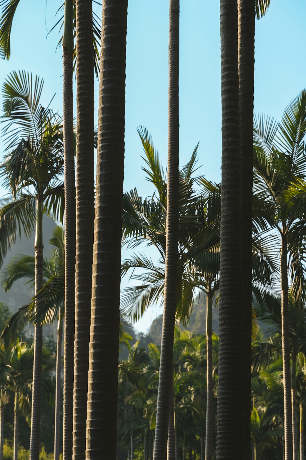 a row of palm trees with a blue sky in the background