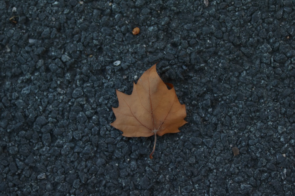 a single leaf is laying on the ground